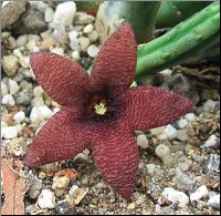 Stapelia olivacea 1